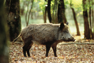 sanglier